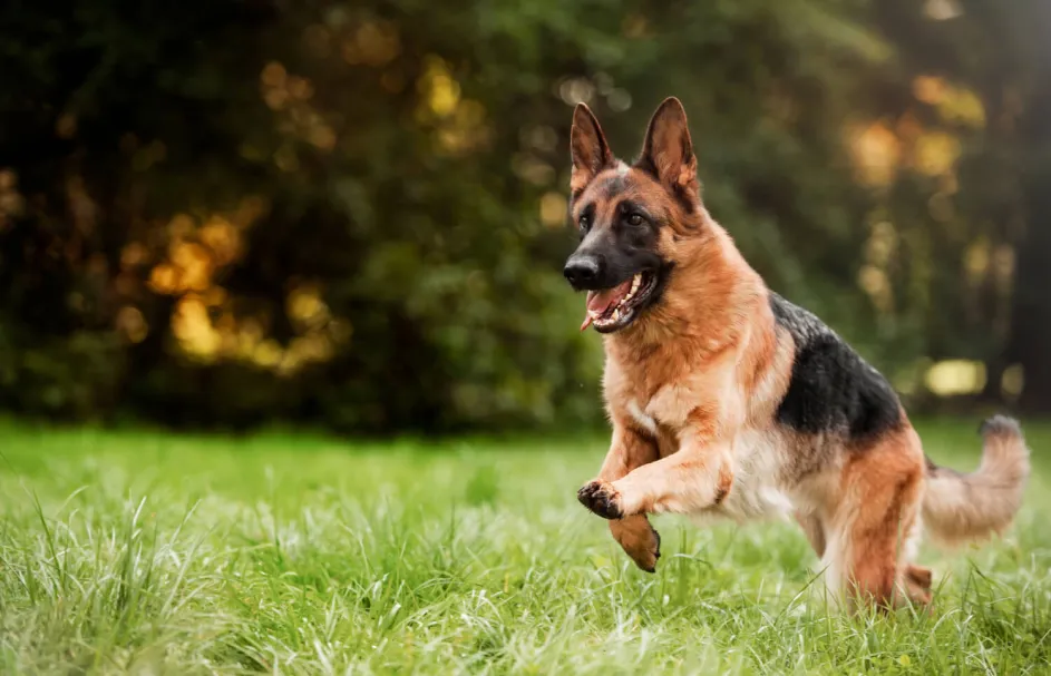 picture of a tan and black german shepherd dog running happily in a green field during daytime